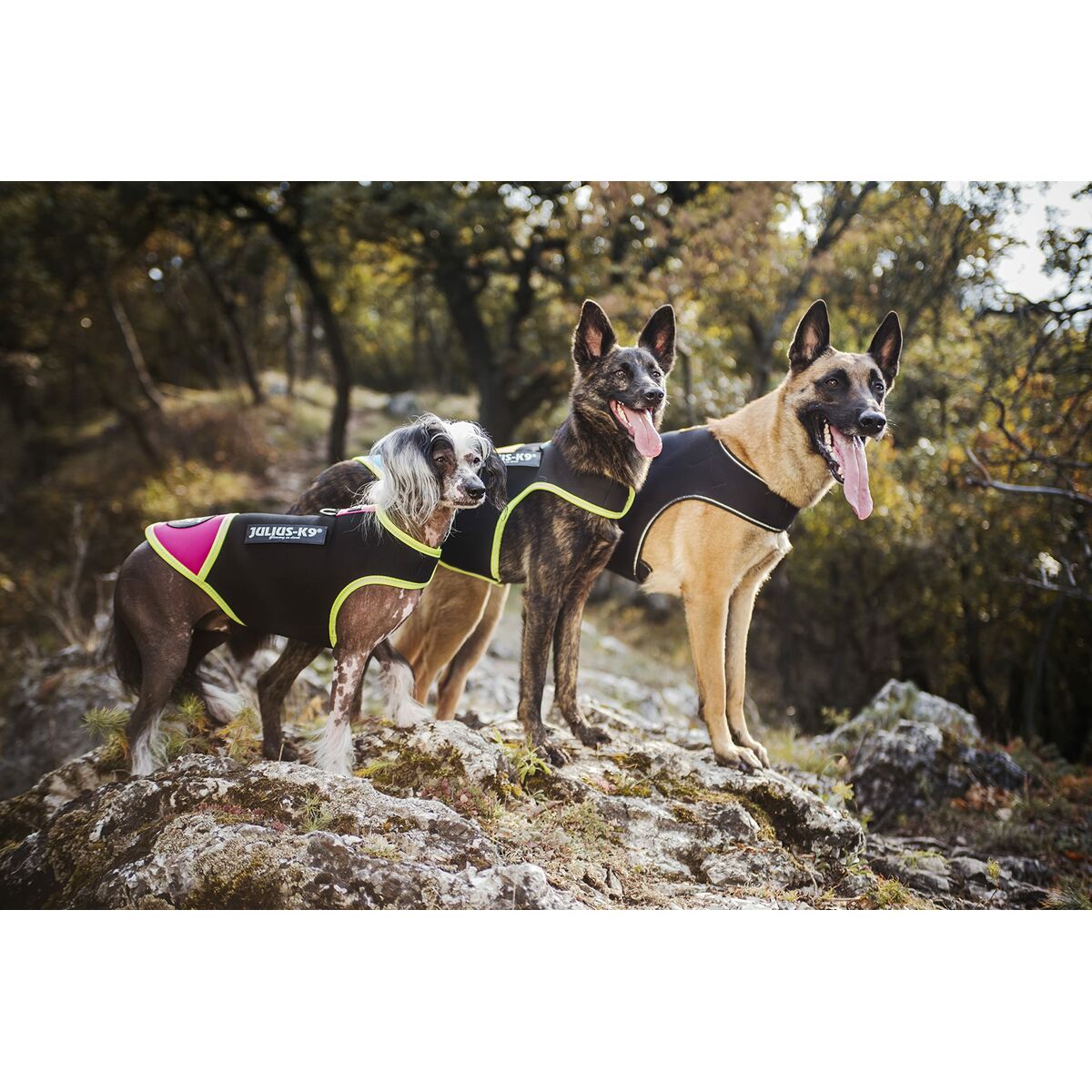 Hundsele Julius K9 IDC L/XL 2